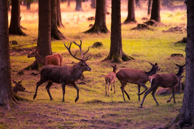 Effizienz der Jagd bei der Populationskontrolle von Rotwild