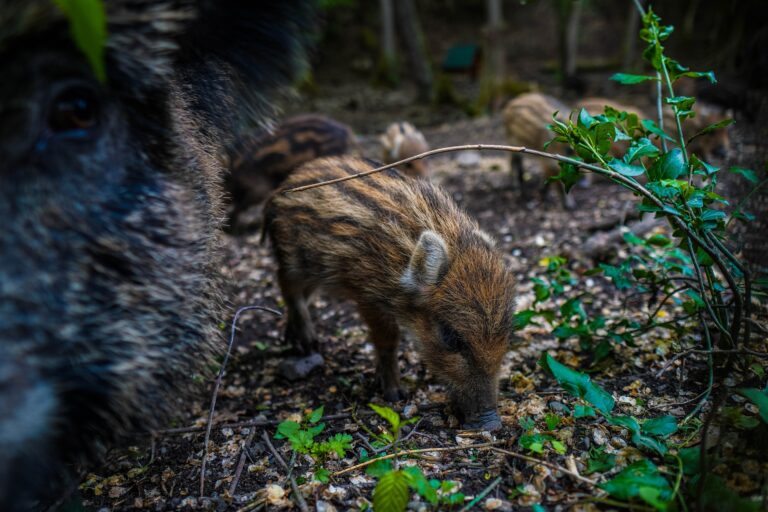 Über das Fortpflanzungspotential der Wildschweine