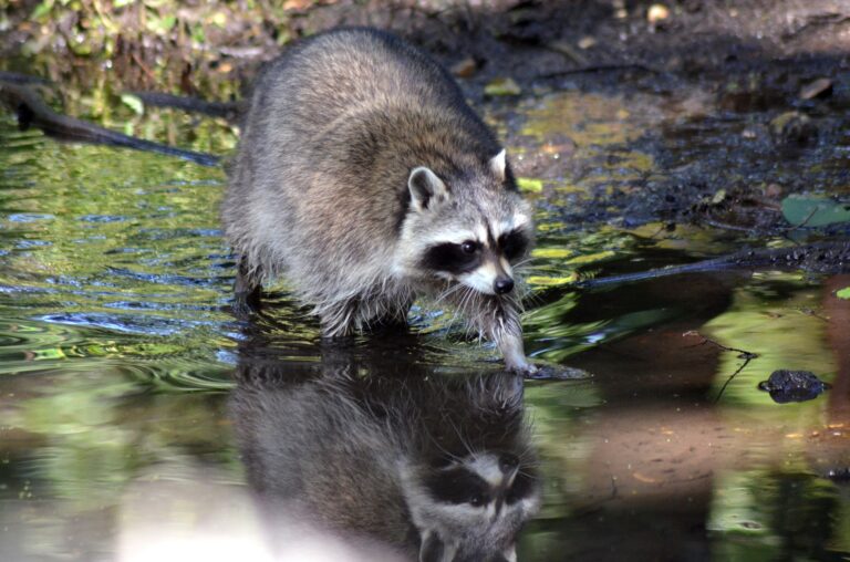 DNA-Spuren im Wasser verraten Wildtier-Präsenz