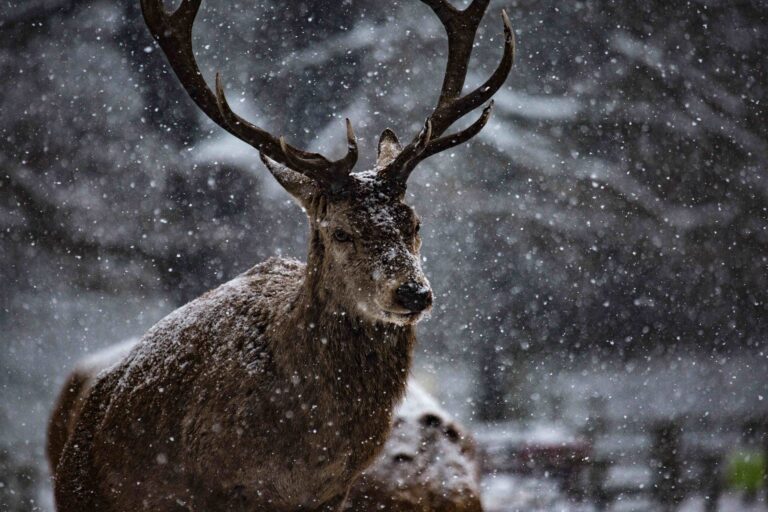 Im Winter trägt der Hirsch Schal