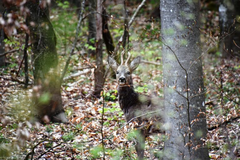 Prädikat: ökologisch wertvoll – Ein Plädoyer für unser Schalenwild