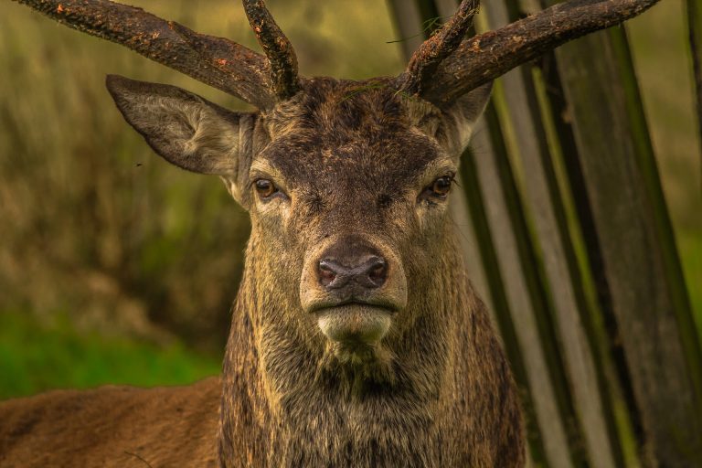 Jagd und Tierschutz – starke Allianzen und neue Wege