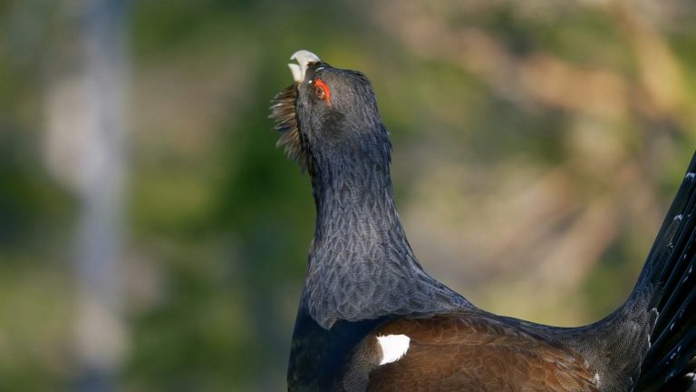 Jagd im Wandel der Zeit – Verantwortung in einer digitalisierten Welt